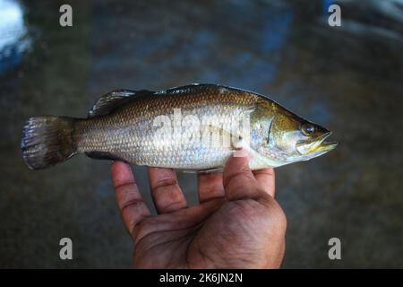 Asiatische Meer Bass bekti Fisch in der Hand in schönen Weichzeichnen Hintergrund HD Stockfoto