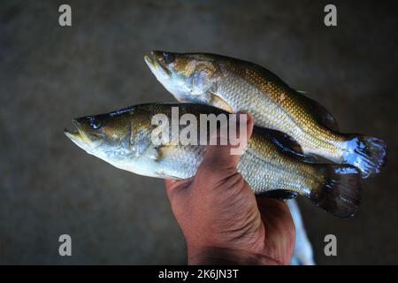 Asiatische Meer Bass bekti Fisch in der Hand in schönen Weichzeichnen Hintergrund HD Stockfoto