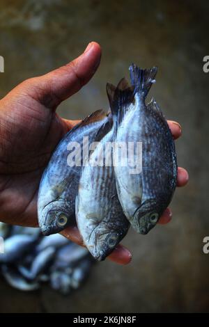 Marine gefleckte Spinfoot Fische in der Hand in schönen unscharfen Hintergrund Stockfoto