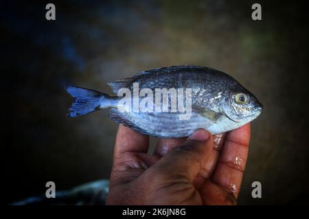 Marine gefleckte Spinfoot Fische in der Hand in schönen unscharfen Hintergrund Stockfoto