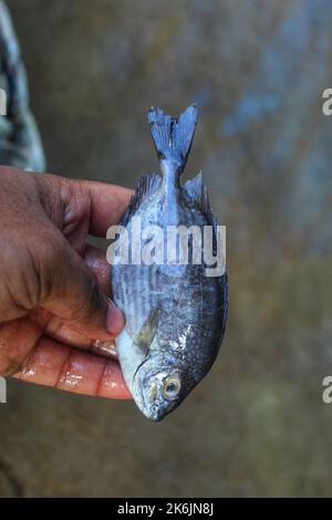 Marine gefleckte Spinfoot Fische in der Hand in schönen unscharfen Hintergrund Stockfoto