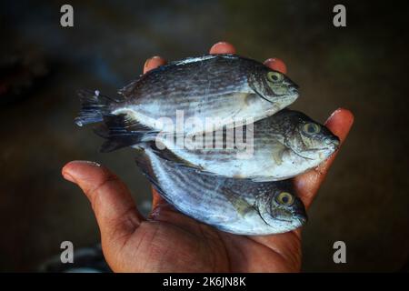 Marine gefleckte Spinfoot Fische in der Hand in schönen unscharfen Hintergrund Stockfoto