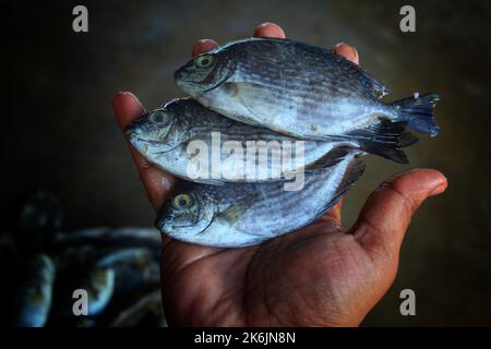 Marine gefleckte Spinfoot Fische in der Hand in schönen unscharfen Hintergrund Stockfoto