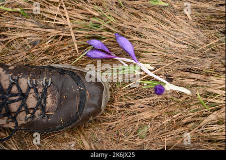 Frühlingskrokusse, Krokusblüte auf trockenem Grasgrund, Schuh- und Krokusblüte. Taugetränkte Wanderschuhe. Stockfoto