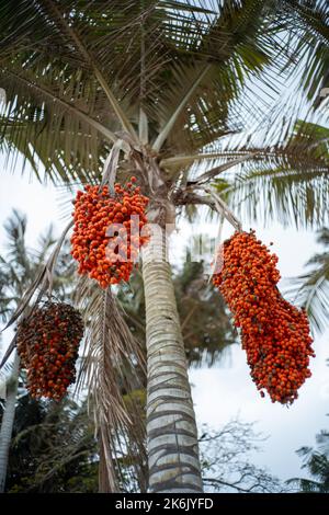 Palme mit kleinen Orangenfrüchten bekannt als Moriche Palm, Ité Palm, Ita, Buriti, Muriti, (Mauritia flexuosa) an einem wolkigen Tag Stockfoto