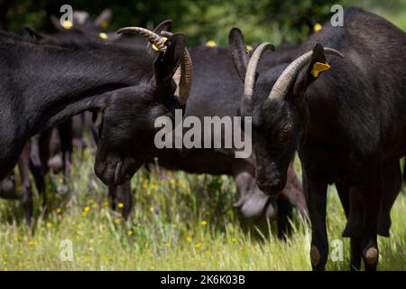 Zwei spanische Mancheganramme spielen auf einer üppigen Wiese. Stockfoto