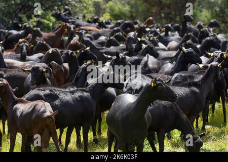 Eine Herde spanischer Manchegan-Ziegen, schwarz und braun, die nach Hause zurückkehren. Stockfoto
