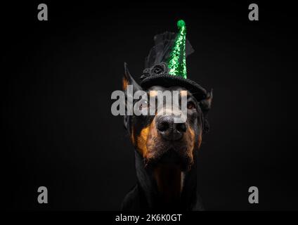 Porträt eines Dobermannhundes in einem Kopfschmuck. Karneval oder Halloween. Isoliertes Studio-Foto auf schwarzem Hintergrund. Stockfoto