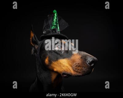 Porträt eines Dobermannhundes in einem Kopfschmuck. Karneval oder Halloween. Isoliertes Studio-Foto auf schwarzem Hintergrund. Stockfoto