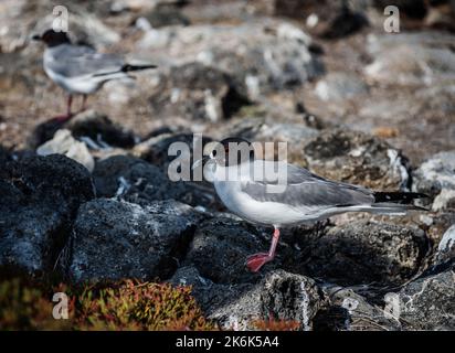 Schlucken Sie Seemöwen auf der Plaza-Insel, den Galapagos-Inseln, Ecuador, Südamerika Stockfoto