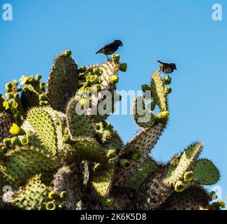 Darwin-Finken auf einem Kaktus aus der Nähe, Opuntia echios, auf der Plaza-Insel, Galapagos-Inseln, Ecuador, Südamerika Stockfoto