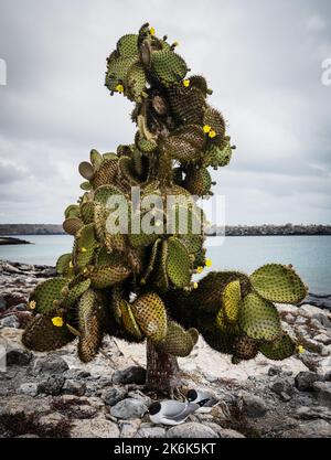 Kaktus aus stacheligen Birnen, Opuntia echios, auf der Insel Santa Fe, Galapagos-Inseln, Ecuador, Südamerika Stockfoto