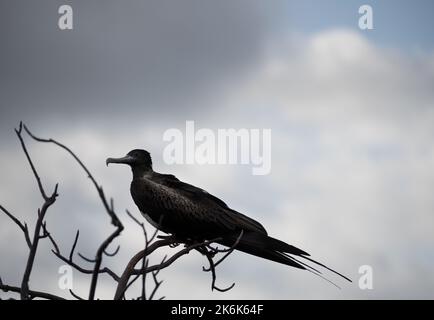 Prachtvoller Fregatte-Vogel auf der Insel San Cristobal, den Galapagos-Inseln, Ecuador, Südamerika Stockfoto