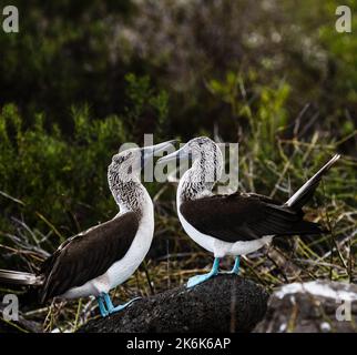 Blue footed boobies auf der Insel San Cristobal, den Galapagos-Inseln, Galapagos, Ecuador, Südamerika Stockfoto