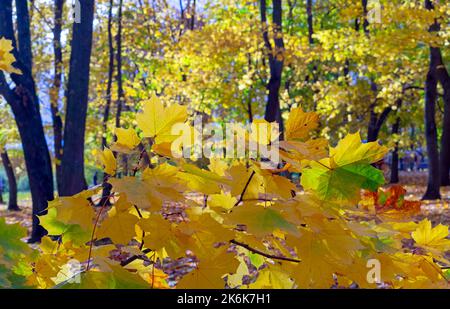 Gelbe Ahornblätter an einem sonnigen Herbsttag. Herbstlaub auf den Ästen von Bäumen. Stockfoto