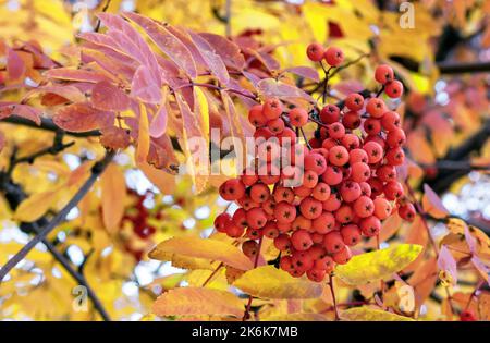 Beeren aus roter Eberesche vor dem Hintergrund des Herbstlaubes. Rowan Zweig mit reifen Früchten. Stockfoto