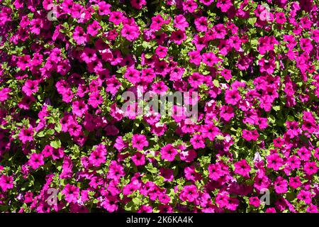 Blühende lila Blumen auf einem Strauch in einem Garten Stockfoto