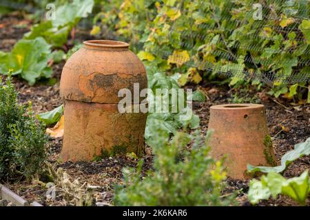 Traditionelle Terrakotta-Verdrillungen im Rhabarber-Gemüsegarten Stockfoto