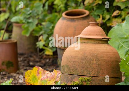 Traditionelle Terrakotta-Verdrillungen im Rhabarber-Gemüsegarten Stockfoto