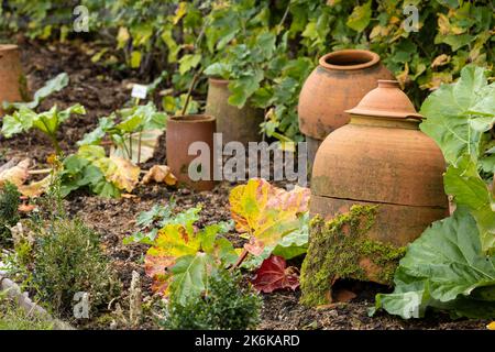 Traditionelle Terrakotta-Verdrillungen im Rhabarber-Gemüsegarten Stockfoto
