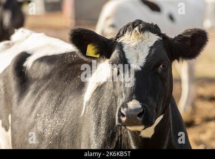 Nahaufnahme einer friesischen Kuh, einer milchkuh aus großbritannien Stockfoto