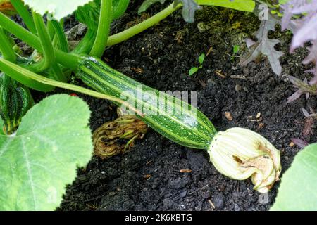 Zucchini oder Zucchini, die in einem Garten wachsen Stockfoto