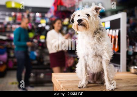 Porträt der Hund in der Nähe von verschiedenen Variation von Waren für Tiere in pet store Stockfoto