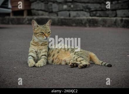 Porträt einer niedlichen Katze, die auf dem Boden ruht Stockfoto