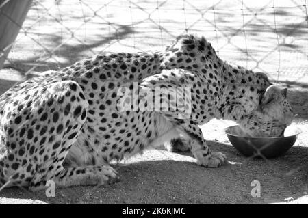 Fütterung einer erfassten Geparden in der cheetha Conservation Foundation CCF-Center in der Nähe von Otjiwarongo Stockfoto