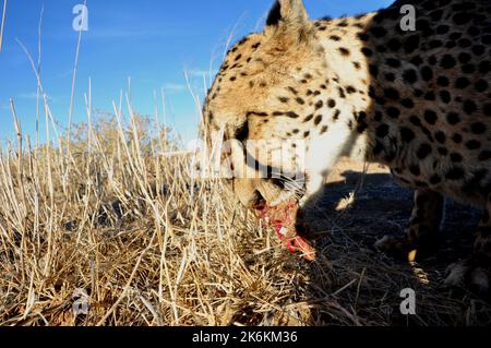 Eine jeetha im namibischen Kalahari, wo ein Drittel der Welt jettha Bevölkerung lebt. Stockfoto