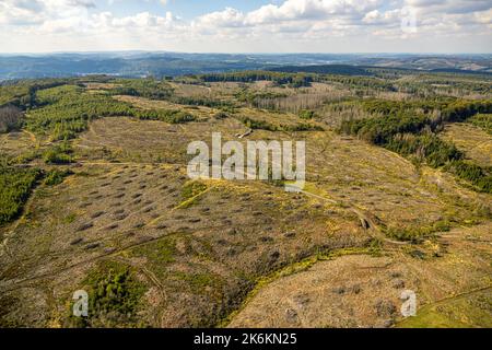 Luftaufnahme, Waldschäden und Waldausfall, Glösingen, Arnsberg, Sauerland, Nordrhein-Westfalen, Deutschland, Baummod, Barkkenkäfer Schaden, Bark Stockfoto