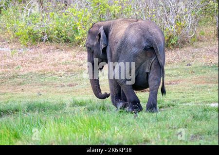 Schwanger weibliche asiatische Elefant oder elephas maximus in Sri Lanka Stockfoto