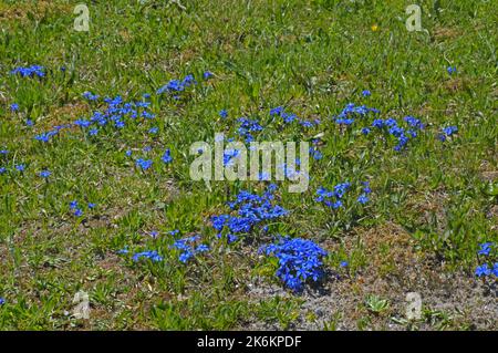 Blumen des Frühlings Enzian (Gentiana verna) auf Kranzberg, Mittenwald, Bayern. Stockfoto