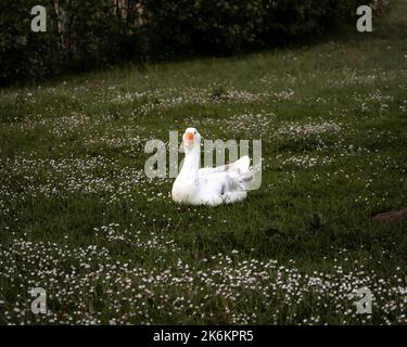 Lustige niedliche Gans liegt auf grünem Gras in Blumen Stockfoto