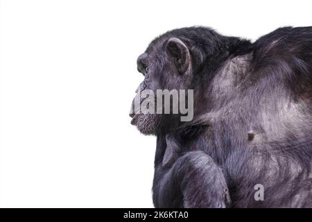 Schimpansen isolieren auf Weiß. Männlicher Schimpansen auf weißem, isoliertem Hintergrund. Stockfoto