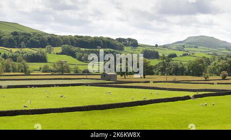 Sommer wiesen am Askrigg aufsitzt, Wensleydale, Yorkshire Stockfoto