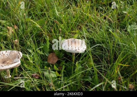 Pilze wachsen im Herbst auf der grünen Wiese. Hochwertige Fotos Stockfoto