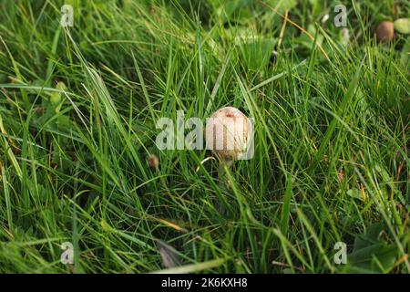 Pilze wachsen im Herbst auf der grünen Wiese. Hochwertige Fotos Stockfoto