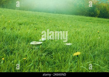 Pilze wachsen im Herbst auf der grünen Wiese. Hochwertige Fotos Stockfoto