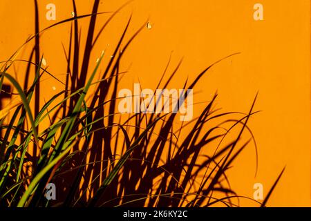 Grüne Blätter und ihre Schatten auf dem orangefarbenen Hintergrund einer alten Wand Stockfoto