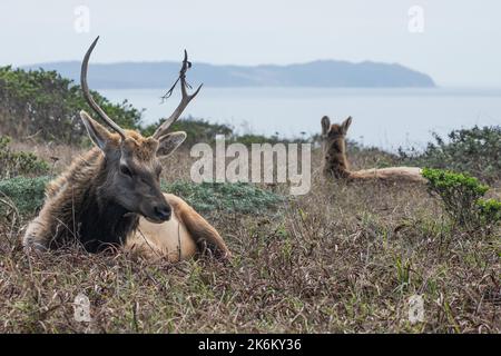 Tule-Elch (Cervus canadensis nannodes) ist eine vom Aussterben bedrohte Unterart aus Kalifornien. Fotografiert in Point Reyes National Seashore. Stockfoto