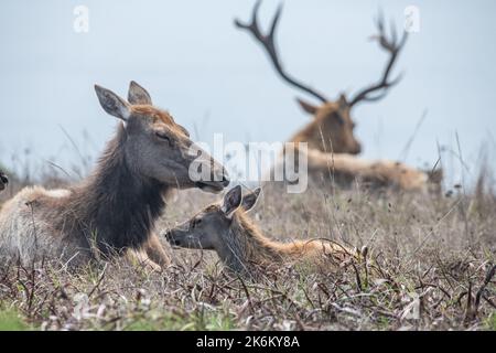 Tule-Elch (Cervus canadensis nannodes) ist eine vom Aussterben bedrohte Unterart aus Kalifornien. Fotografiert in Point Reyes National Seashore. Stockfoto