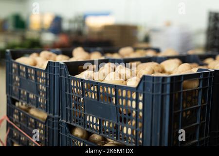 Frisch gepflückte Kartoffeln in Kisten Stockfoto