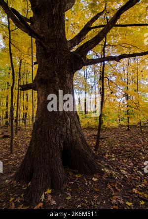 Das Licht filtert durch die herbstlichen gelben Blätter eines Ahornwaldes und erzeugt einen warmen, weichen Glanz, den kein Lichtbohlen jemals erreichen kann, Hammel Woods Forest Stockfoto