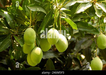 Ein Mangobaum (Mangifera indica) mit grünen Früchten Stockfoto
