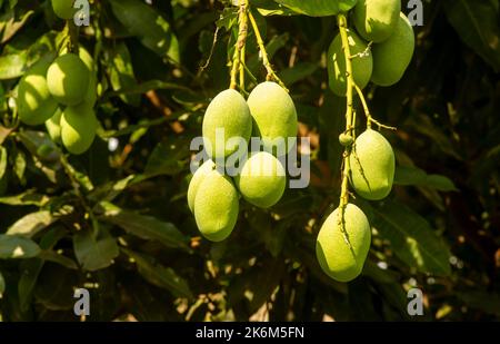 Ein Mangobaum (Mangifera indica) mit grünen Früchten Stockfoto