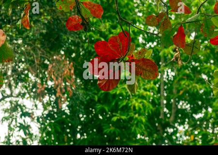 Indische Mandel, Blätter der Strandmandel (Terminalia catappa), flacher Fokus, für natürlichen Hintergrund Stockfoto