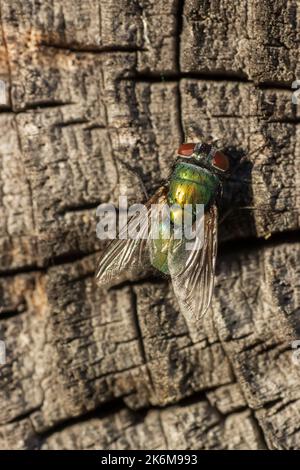 Grüne Fliege auf einer grauen Oberfläche Draufsicht Stockfoto