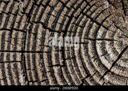 Strukturierte Holzringe, die das Alter und die Jahre des Baumes zeigen. Abstrakter grauer Hintergrund Stockfoto