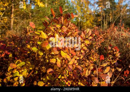 Gelbe Blätter von wildem Heidelbeerbusch im Herbst. Konzept der Natur und Herbst Stockfoto